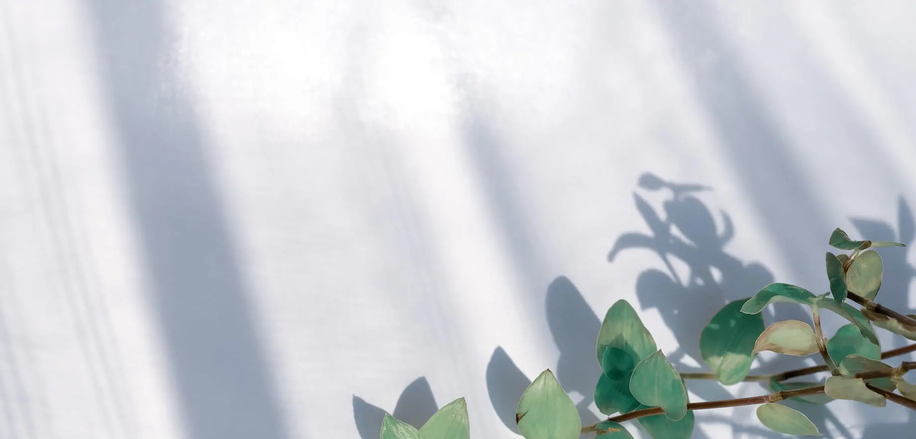 観葉植物と窓がぼやけて映し出されている様子
